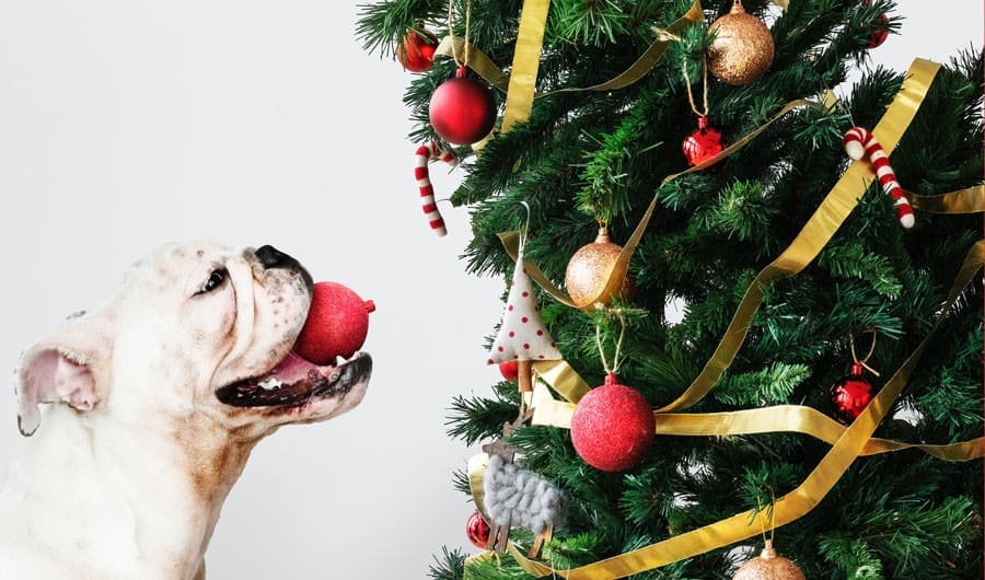 Pixaby-166341612-18-18 dog and christmas tree