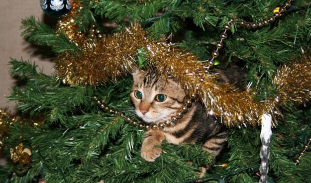 holiday safety cat in tree