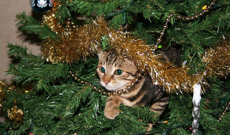 cat-1207460_1920W holiday safety cat in tree