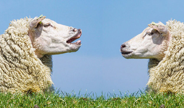 blog-1-31-20 2 sheep whining